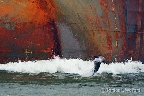 Playing 'Race The Ship'_42205.jpg - Corpus Christi Shipping ChannelPhotographed along the Gulf coast on Mustang Island from Port Aransas, Texas, USA.